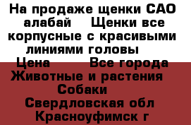 На продаже щенки САО (алабай ). Щенки все корпусные с красивыми линиями головы . › Цена ­ 30 - Все города Животные и растения » Собаки   . Свердловская обл.,Красноуфимск г.